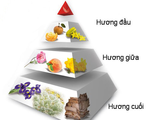 Các tầng hương của nước hoa: Tất cả các loại nước hoa đều được chia ra làm 3 giai đoạn mùi (Tầng hương, note): hương đầu, hương giữa và hương cuối. Hương đầu: là hương mà bạn ngửi thấy trong vòng 5 phút sau khi xịt. Hương giữa: là hương của nước hoa đã hòa trộn với mùi hương của cơ thể bạn mà bạn sẽ ngửi thấy trong vòng từ 5 đến 15 phút sau khi xịt. Hương cuối: là mùi hương ổn định của nước hoa sẽ lưu lại với bạn hàng giờ
