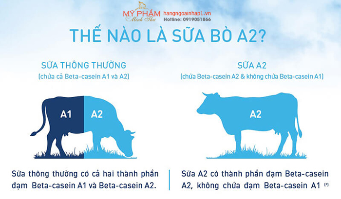 Sữa bột A2 nguyên kem Full Cream Milk của Úc - So sánh sữa A2 và các loại sữa thông thường về đạm Casein