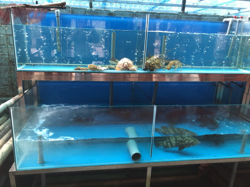 Phần lớn các thủy sinh có nguồn gốc từ biển