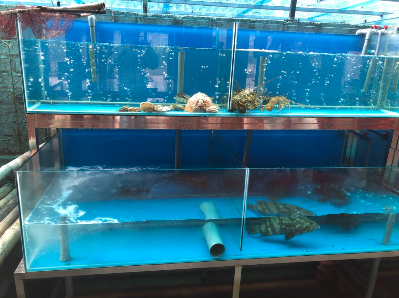 Tại sao nên lắp đặt máy điều hòa bể hải sản