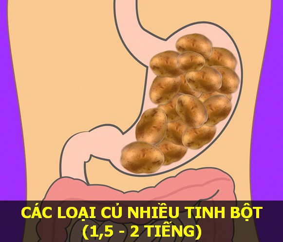 Các loại củ nhiều tinh bột - Thời gian tiêu hóa: 1,5 - 2 tiếng