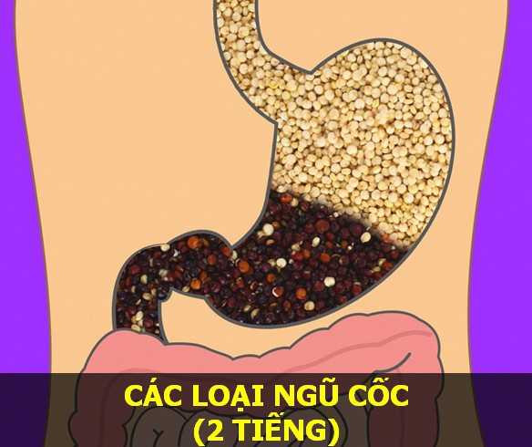 Các loại ngũ cốc - Thời gian tiêu hóa: 2 tiếng