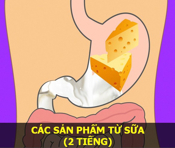Các sản phẩm từ sữa - Thời gian tiêu hóa: 2 tiếng