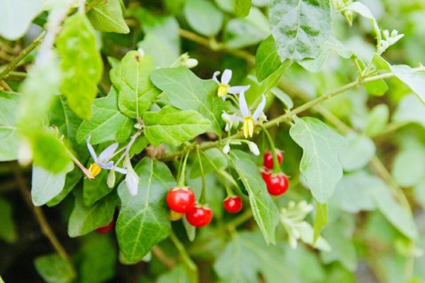 Cây cà gai leo tăng cường chức năng giải độc của gan, hạ men gan nhanh chóng