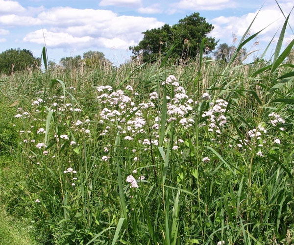 Cây nữ lang có tác dụng an thần, giảm đau, đặc biệt hiệu quả với đau nửa đầu.