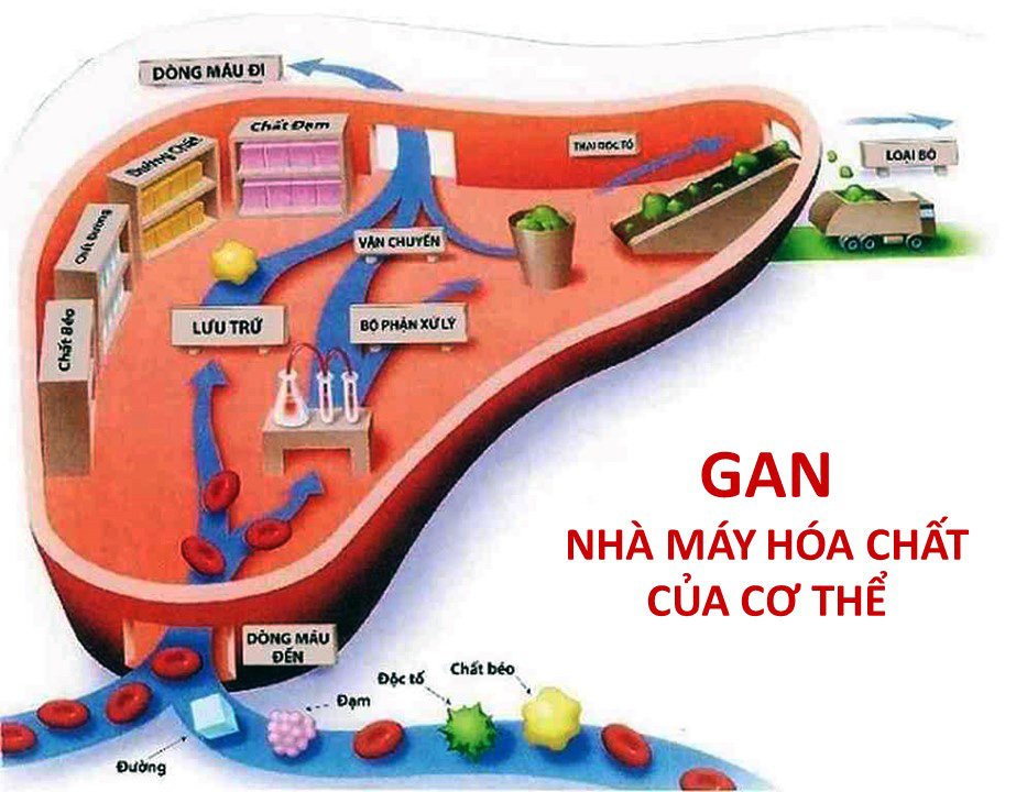 Gan được coi là nhà máy hóa chất của cơ thể