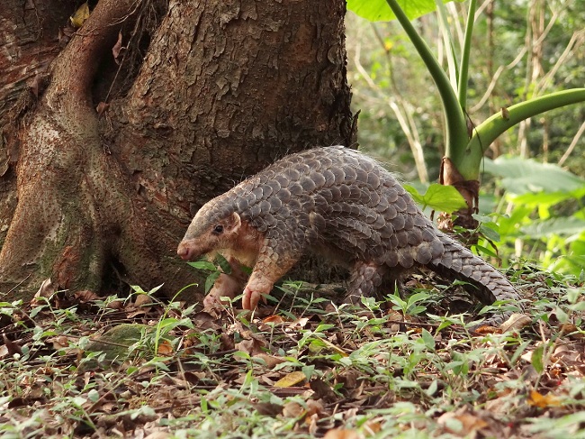 Xuyên Sơn Giáp - Công năng và chủ trị