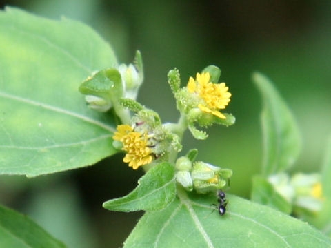 Hy Thiêm - Công năng và tác dụng