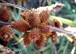 Thương Nhĩ Tử - Công năng và tác dụng