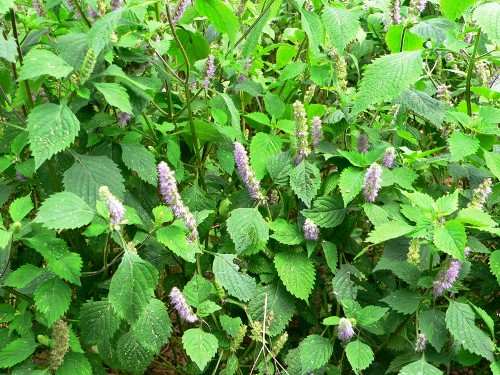 Kinh giới- Công năng và tác dụng