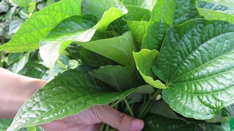 Chữa viêm da cơ địa bằng thuốc Đông y