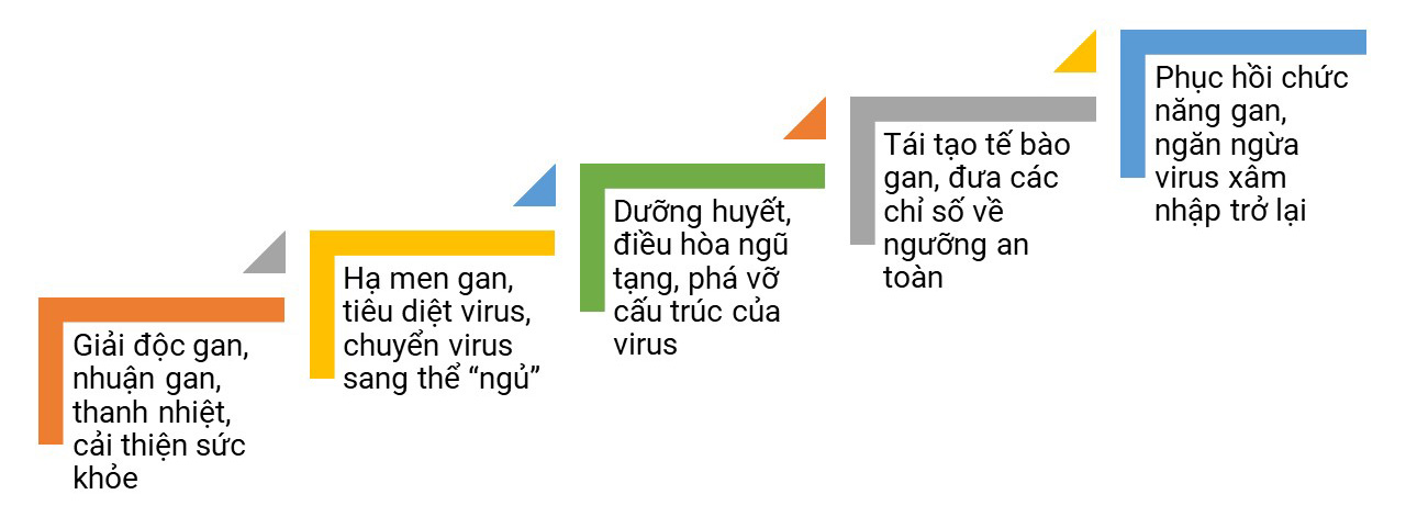 Liệu trình điều trị Viêm gan trong Đông y