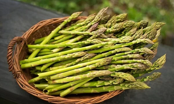 Từ xa xưa, măng tây đã được xem như một loại "thần dược" giúp tăng cường sức khỏe, phòng ngừa bệnh tật và kéo dài tuổi thọ.