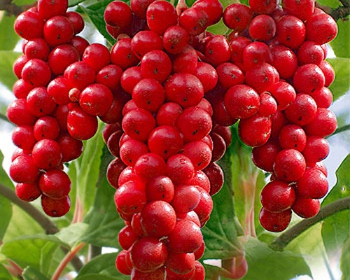 Ngũ Vị Tử - Công năng và chủ trị