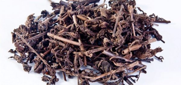 Nhân Trần - Công năng và tác dụng