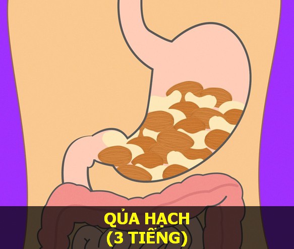 Quả hạch - Thời gian tiêu hóa: 3 giờ