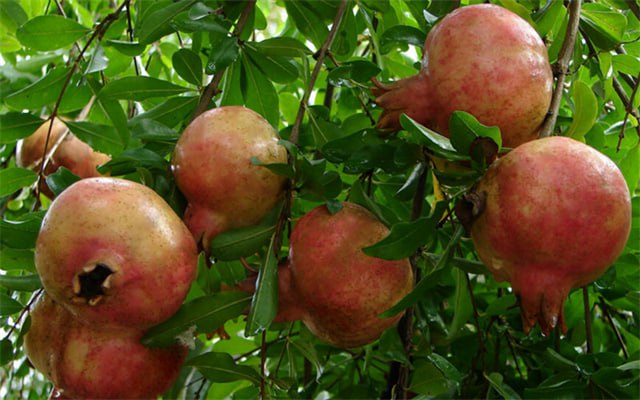 Lựu có tác dụng kháng khuẩn, chống nhiễm trùng.