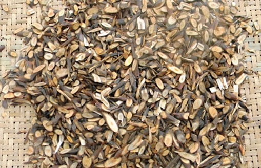 Công năng và tác dụng của quế chi