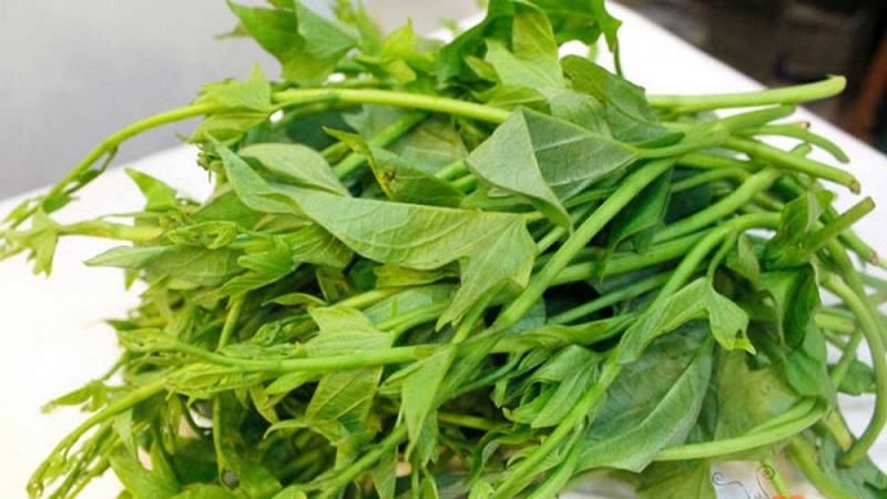 Rau khoai lang chứa rất nhiều dưỡng chất, và nguồn vitamin dồi dào