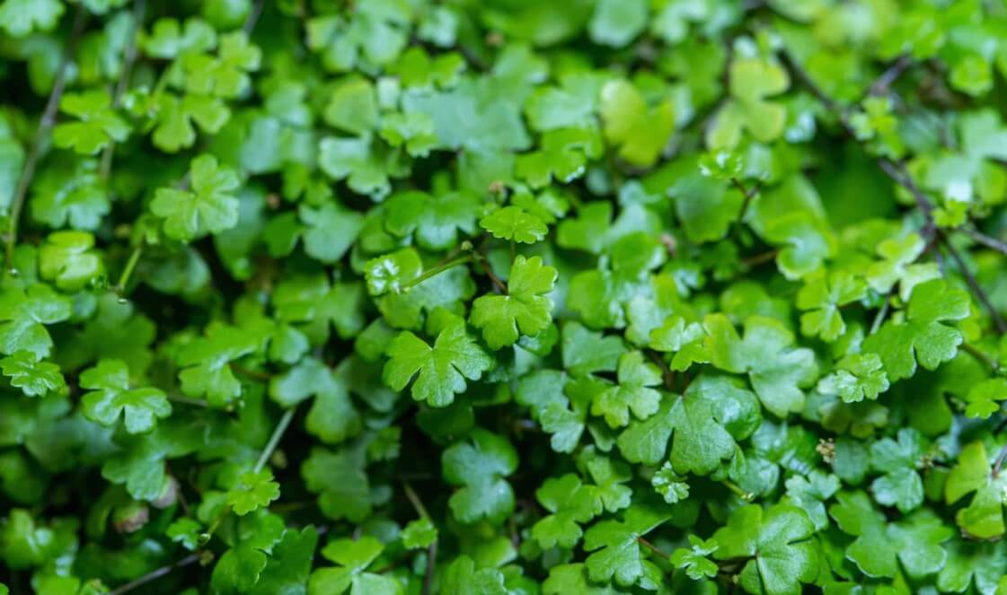 Rau má giúp làm mát cơ thể, giảm căng thẳng, cải thiện tuần hoàn máu, từ đó giảm đau đầu.