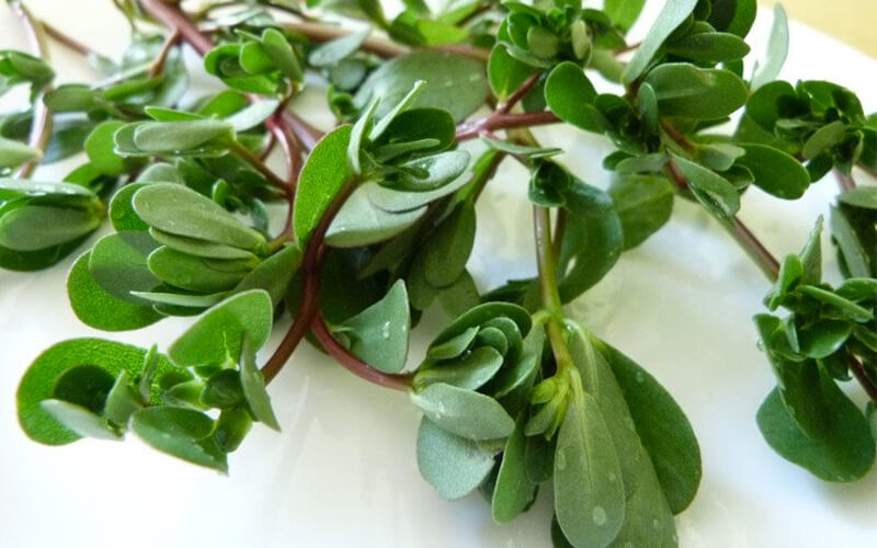 Các bộ phận của cây rau sam như thân, lá, nụ hoa đều có thể sử dụng được trừ phần rễ