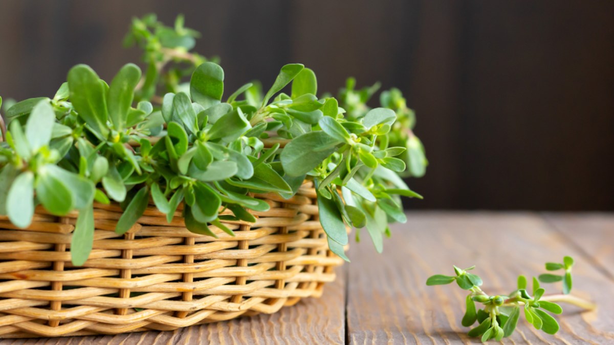 Rau sam chứa vitamin C, E và rất giàu chất chống oxy hóa như beta-carotene