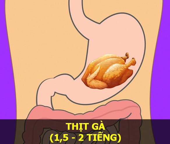 Thịt gà - Thời gian tiêu hóa: 1,5–2 giờ