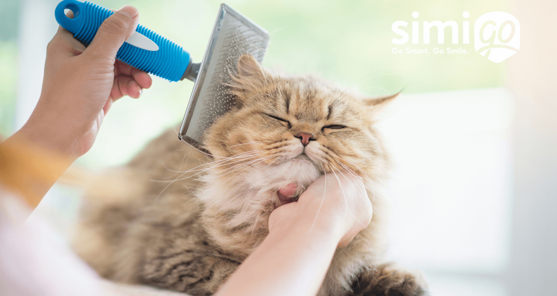 bi-quyet-don-long-cho-meo-hieu-qua