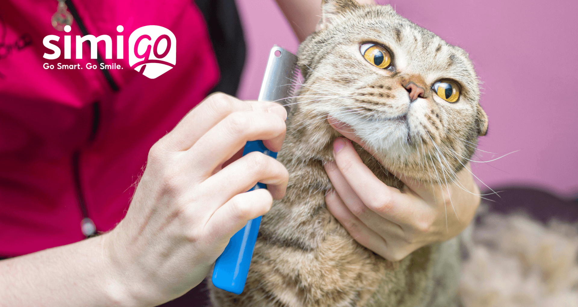 bi-quyet-don-long-cho-meo-hieu-qua