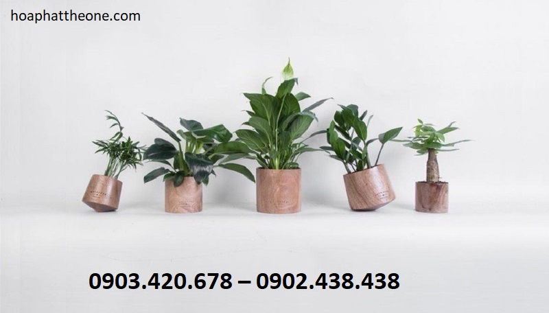 cay-de-ban-lam-viec-cho-nguoi-menh-tho