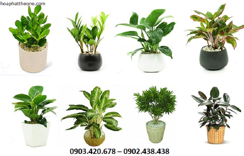 Nên bố trí một số loại cây để bàn bổ trợ phong thủy bàn làm việc cho người mệnh Hỏa