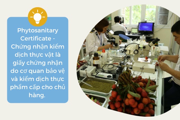 Phytosanitary là gì?