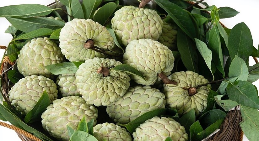 Những loại trái cây đang trong quá trình đàm phán xuất khẩu chính ngạch sang thị trường Trung Quốc