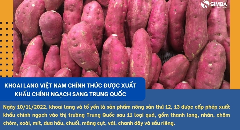 Khoai lang Việt Nam chính thức được xuất khẩu chính ngạch sang Trung Quốc