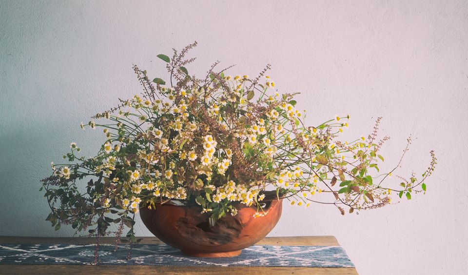 Có khi nào bạn chợt so sánh Lavender và Hương nhu?