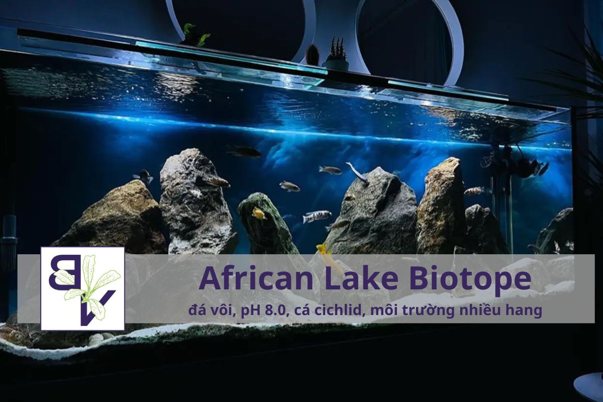 Lợi ích của việc chơi hồ biotope african-lake-biotope-bucepviet