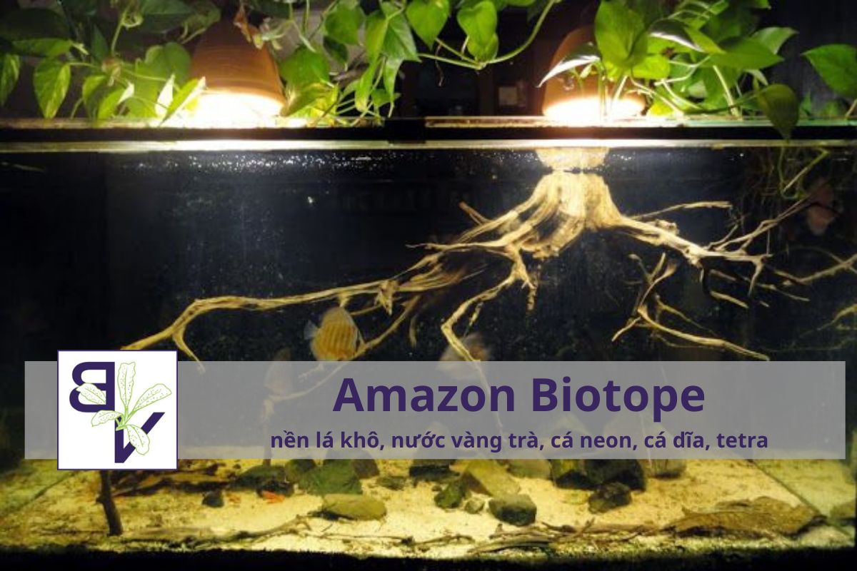 Đặc điểm nổi bật của hồ biotope amazon-biotope-bucepviet