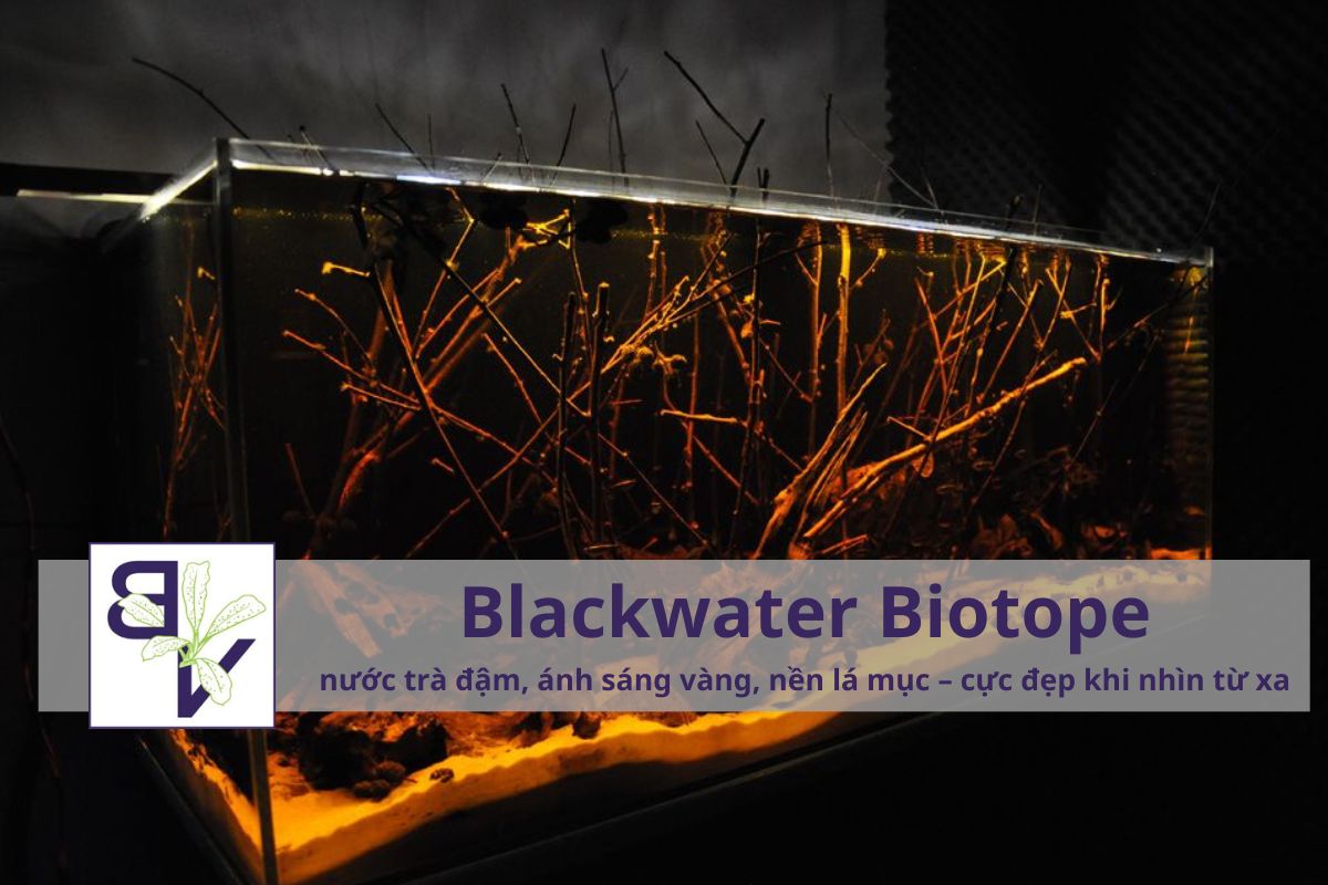 Xu hướng 2026–2030: Hồ Biotope kết hợp công nghệ vi sinh thông minh blackwater-biotope-bucepviet.