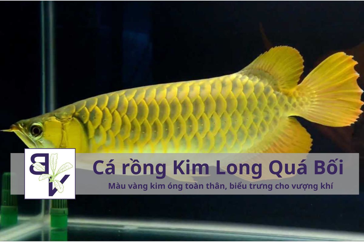 Cá rồng Kim Long Quá Bối (Crossback Golden) Màu vàng kim óng toàn thân, biểu trưng cho vượng khí 15–80 triệu