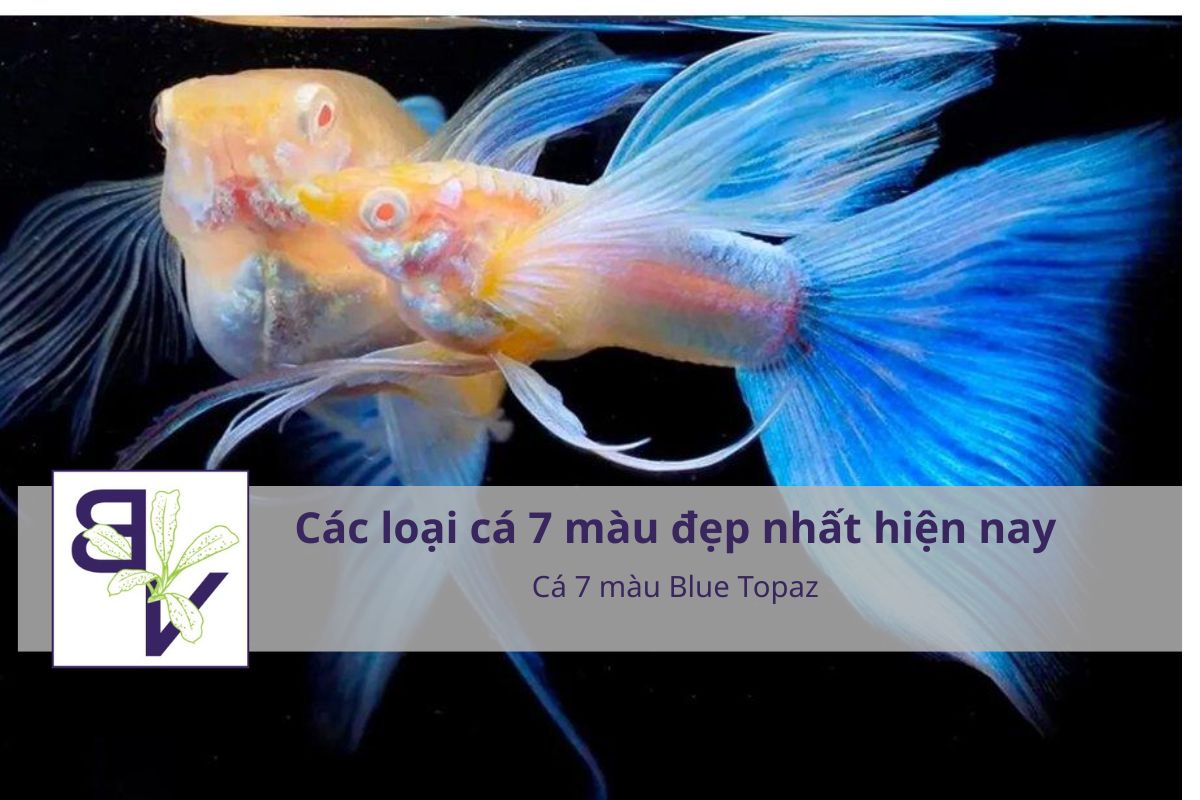 Cá 7 màu Blue Topaz