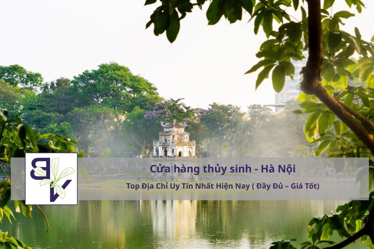 Cửa Hàng Thủy Sinh Hà Nội – Top Địa Chỉ Uy Tín Nhất 2026 (Gần Đây – Đầy Đủ – Giá Tốt)
