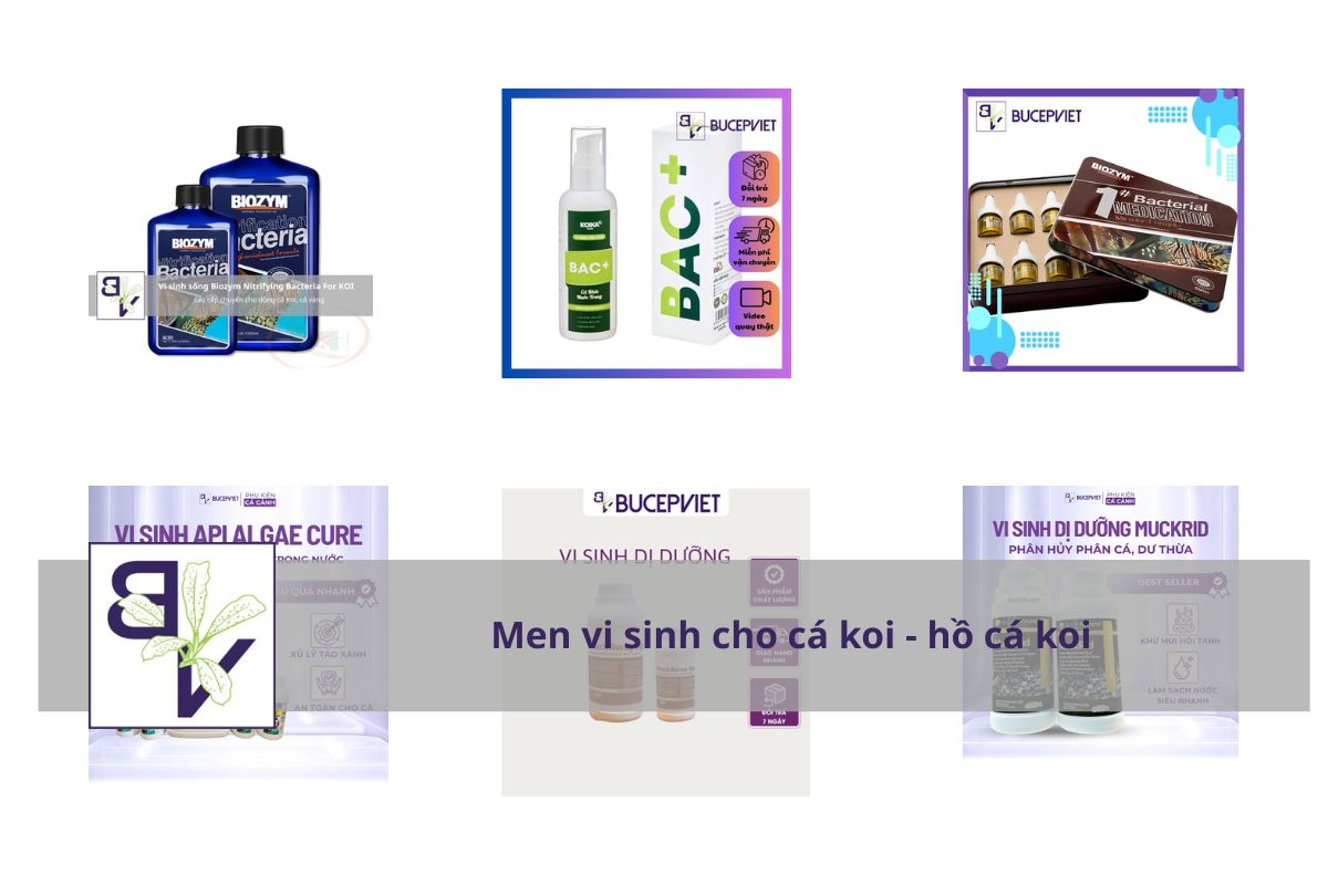 Top 10 Loại Men Vi Sinh Tốt Nhất Cho Hồ Cá Koi & Cách Sử Dụng Chuẩn