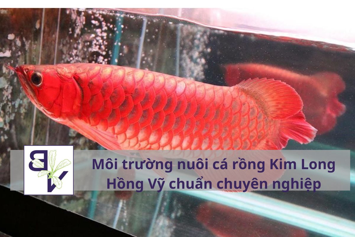 Môi trường nuôi cá rồng Kim Long Hồng Vỹ chuẩn chuyên nghiệp
