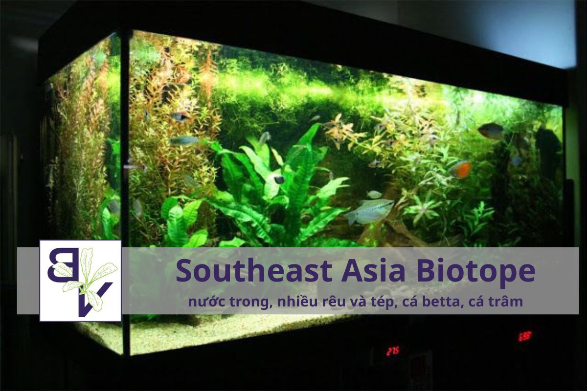 Cách setup hồ biotope chuẩn tự nhiên southeast-asia-biotope-bucepviet