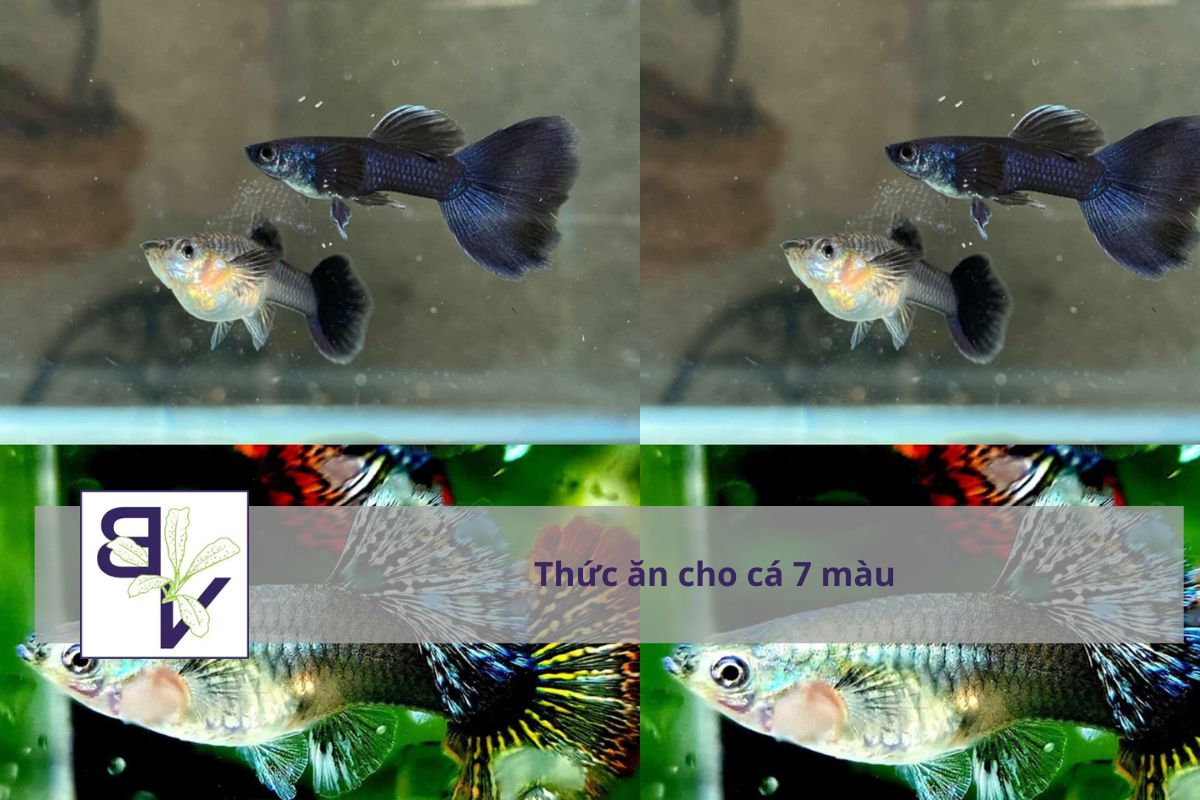 15 Loại Thức Ăn Cho Cá Bảy Màu (Guppy) Giúp Lên Màu Đẹp – Lớn Nhanh – Không Ô Nhiễm Nước