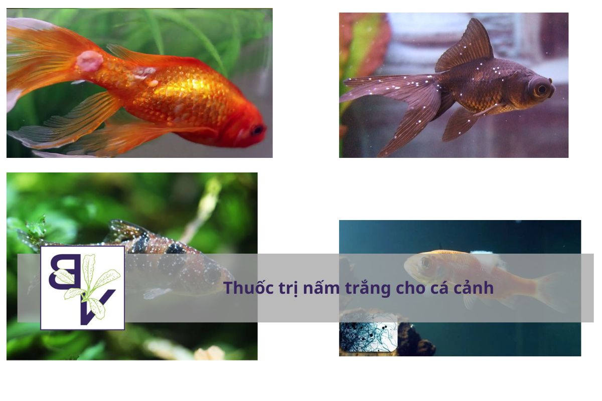 05 Loại Thuốc trị nấm cá cảnh Giải pháp hiệu quả giúp cá khỏe mạnh và không tái phát