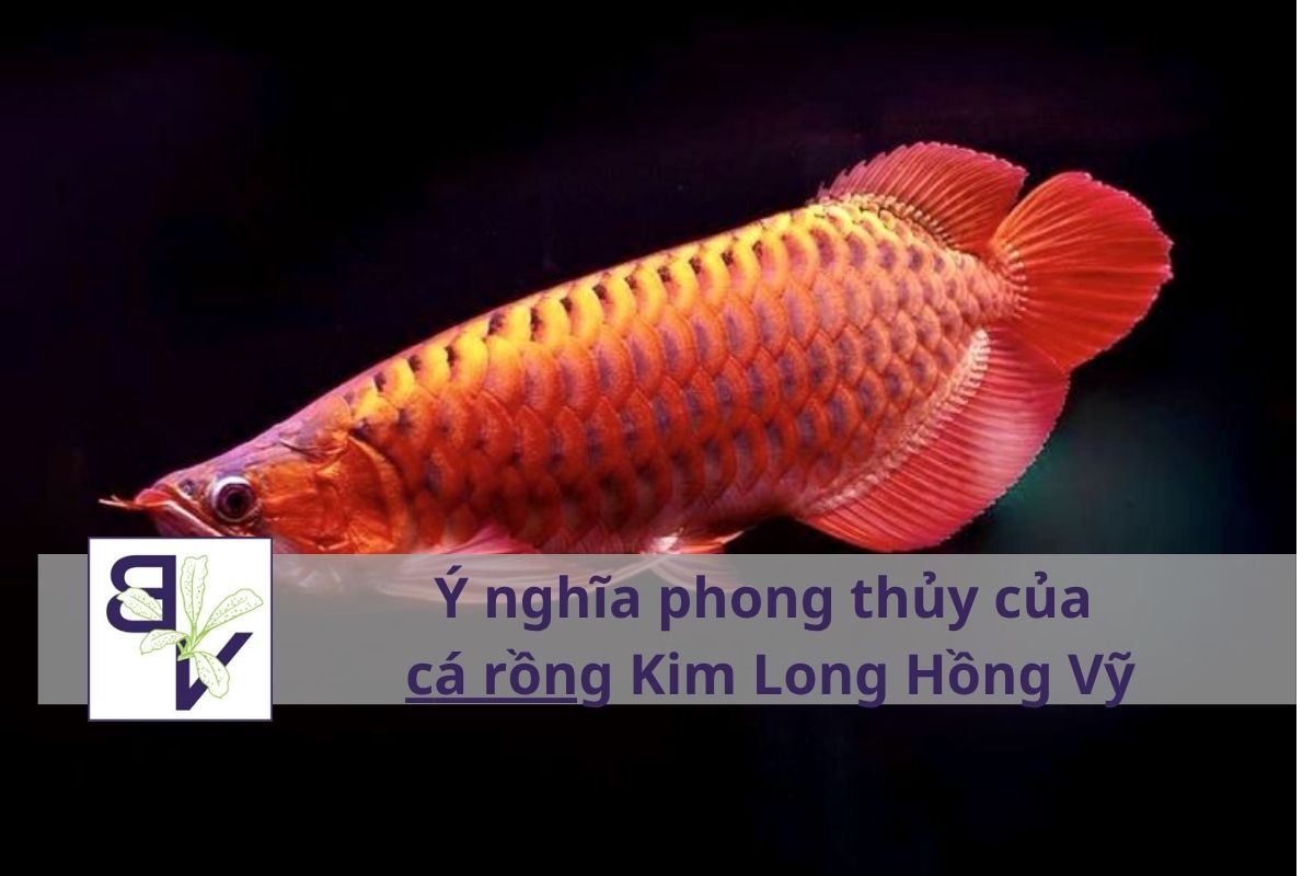 Ý nghĩa phong thủy của cá rồng Kim Long Hồng Vỹ