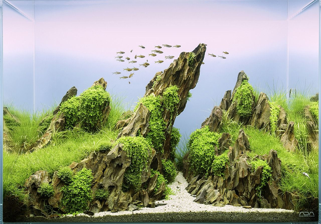 Dragon Stone | Đá Tiger trang trí hồ cá thủy sinh, tiểu cảnh bán cạn