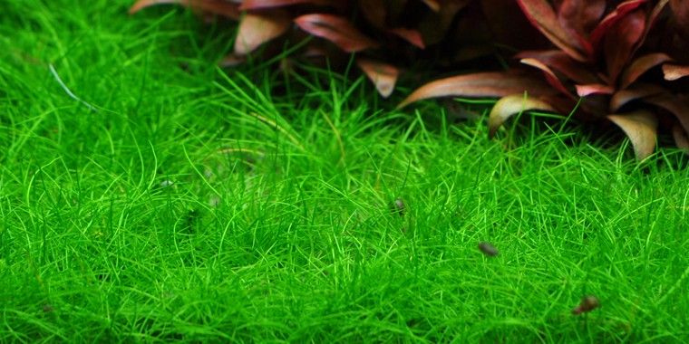 Eleocharis acicularis - Ngưu Mao Chiên mọc lang ra rất nhanh tạo thành thảm cỏ xanh ngát