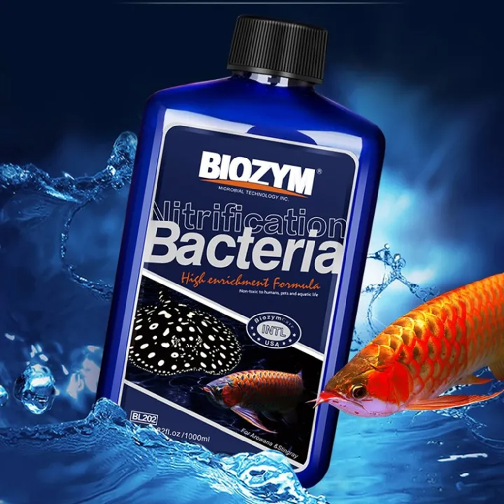 BIOZYM - Nitrifying Bacteria (Arowana & Stingray) | Vi sinh chuyên cho cá Rồng, cá Sam